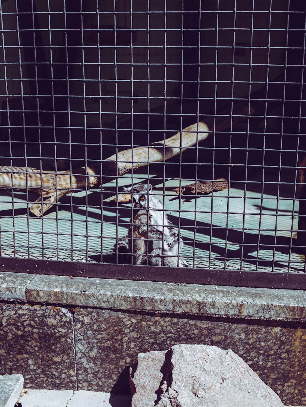 animal inside cage