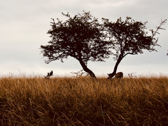 animal resting under tree in field in Phoenix Park Ireland