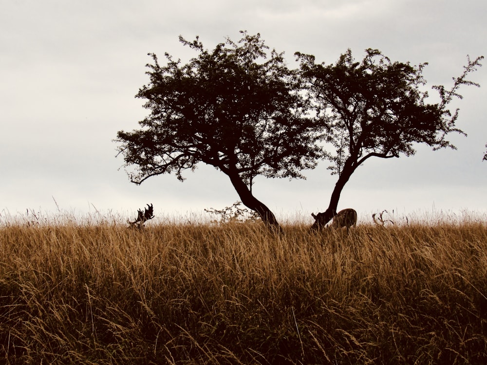 animal resting under tree in field
