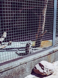 A lemur sits inside a cage made of wire mesh, surrounded by wooden branches and rocks. Sunlight casts shadows on the enclosure's floor, creating a pattern. The environment appears to be part of a zoo or wildlife sanctuary.