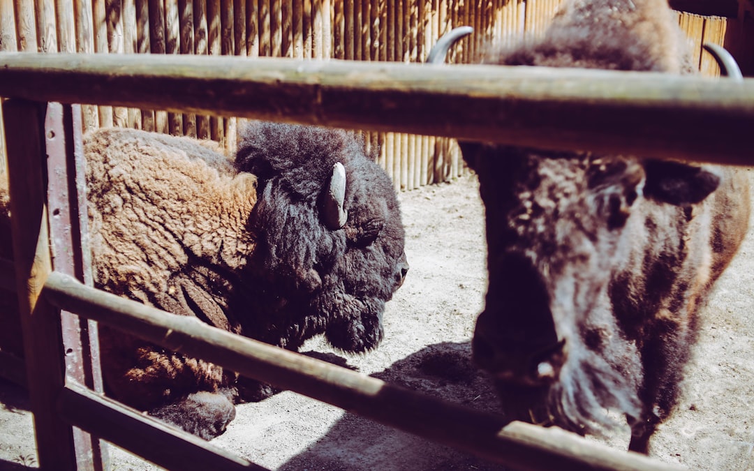 two brown animals in cage at daytime