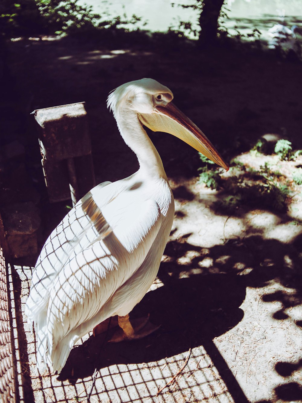 selective focus photography of long-beaked white duck