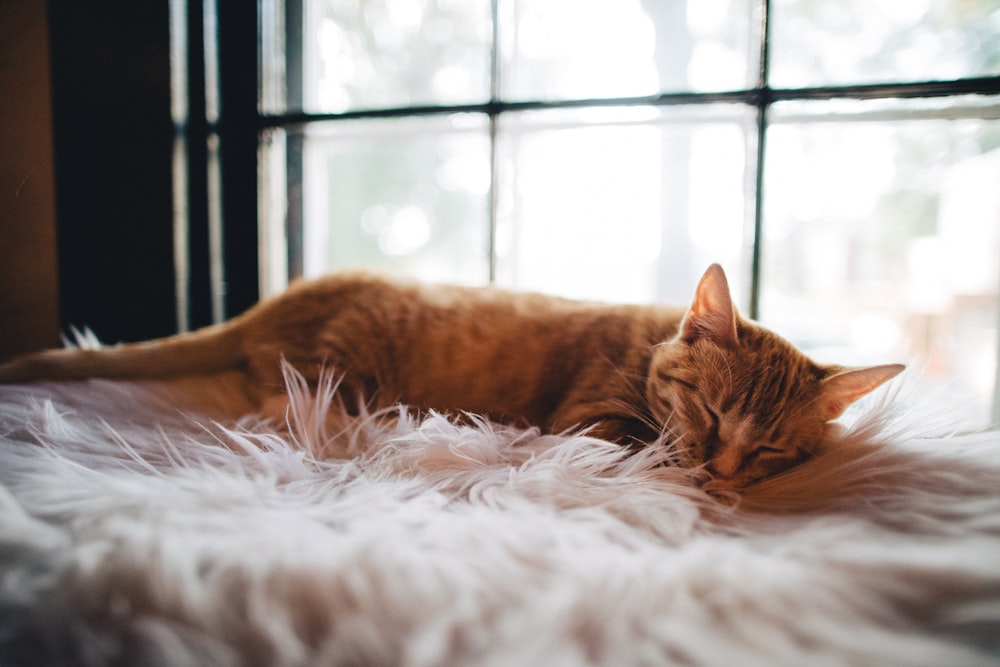 a cat is sleeping on a fluffy white blanket