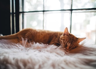 Taken at Mac Tabby, at Cat Cafe in Charlotte, NC. This little guy was asleep on this fluffy blanket in this windowsill and had to sneak up on him to get this picture without waking him up. It didn’t work, as soon as I snapped this frame he grumpily opened his eyes and readjusted himself.