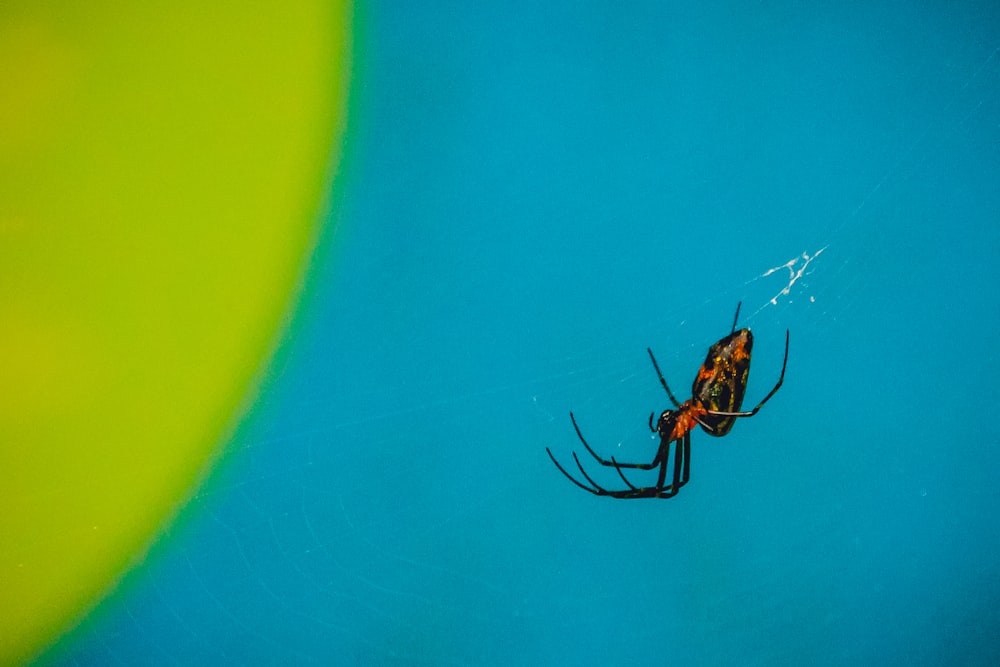 Schwarze und rote Spinne in der Flachfokusfotografie