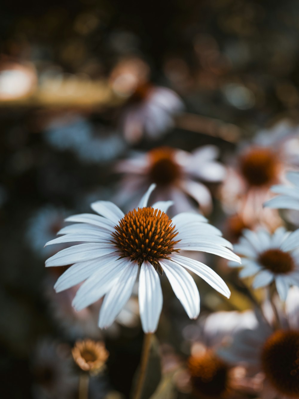 white daisies