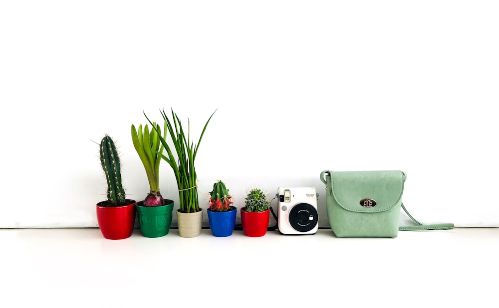 photography of potted plants beside instant camera and bag