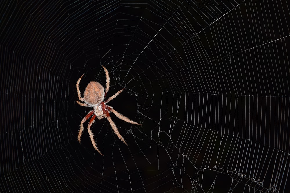 brown spider on cobweb