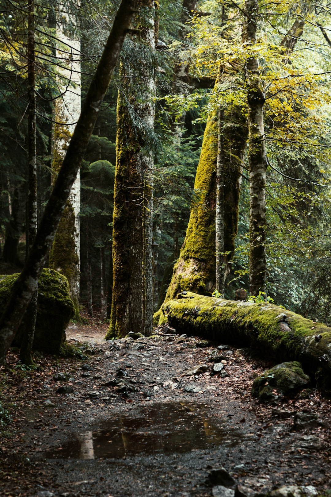 Natural landscape photo spot Kolasin Žabljak