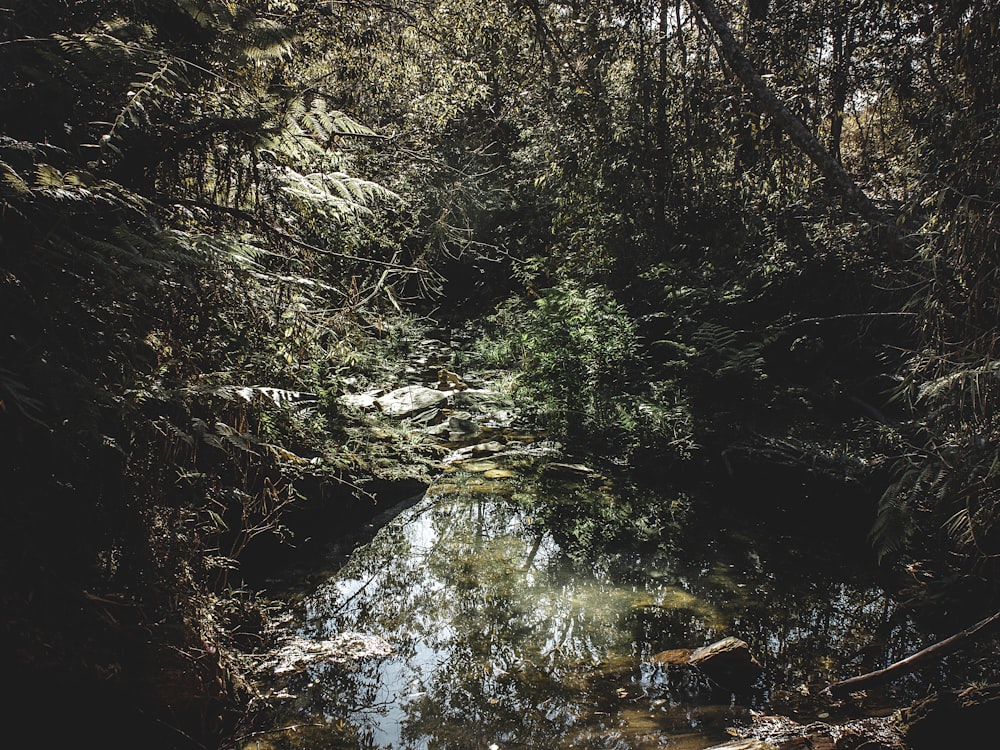 corpo de água na floresta cercada por árvores