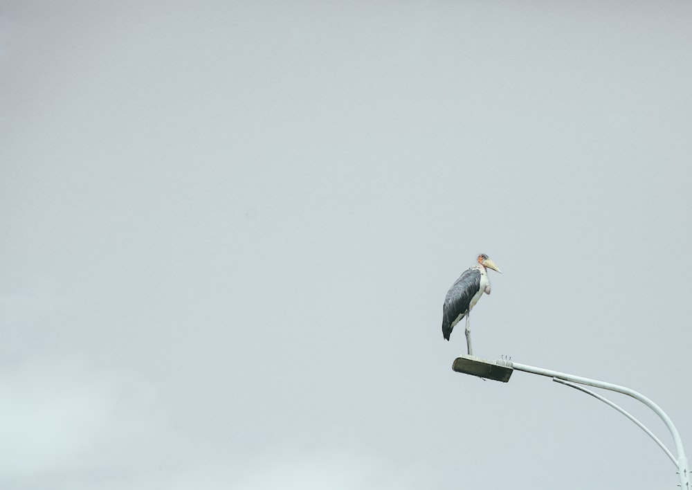 crane bird on utility post