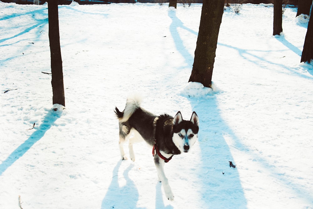 black and white Siberian husky