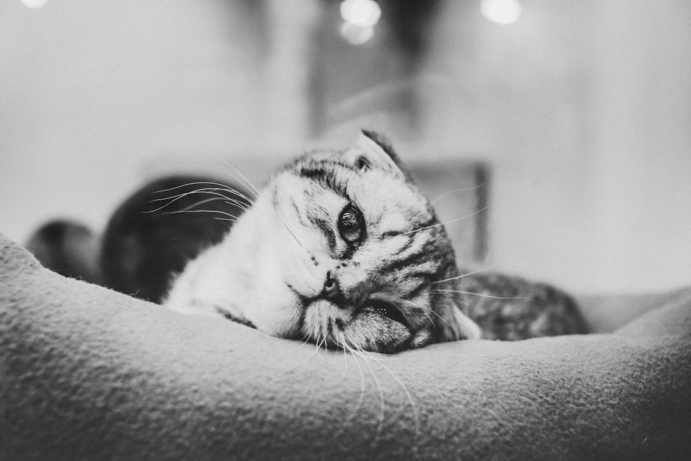 foto in scala di grigi di gatto sdraiato sul cuscino