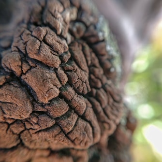 Rough, textured surface resembling tree bark, with intricate patterns and deep cracks. The focus is on the earthy tones and rugged details, with a blurred, natural green and light background suggesting an outdoor setting.
