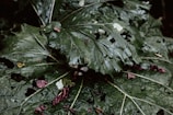 Large green leaves are shown with noticeable holes and damage, possibly from insects. The surface of the leaves is glossy and wet, which suggests recent rainfall or morning dew. Scattered among the leaves are small, withered, maroon-colored plant parts, perhaps petals or leaves.