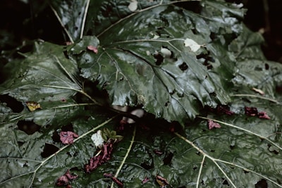Large green leaves are shown with noticeable holes and damage, possibly from insects. The surface of the leaves is glossy and wet, which suggests recent rainfall or morning dew. Scattered among the leaves are small, withered, maroon-colored plant parts, perhaps petals or leaves.
