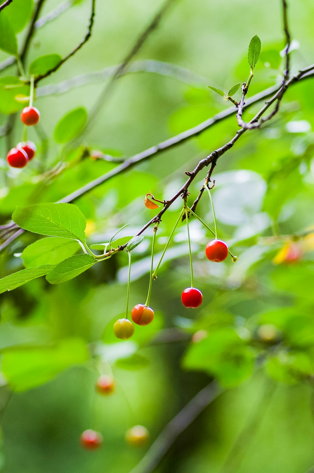 pequeños frutos redondos rojos y amarillos