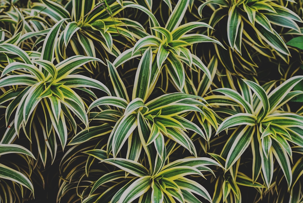 green-and-white leafed plants