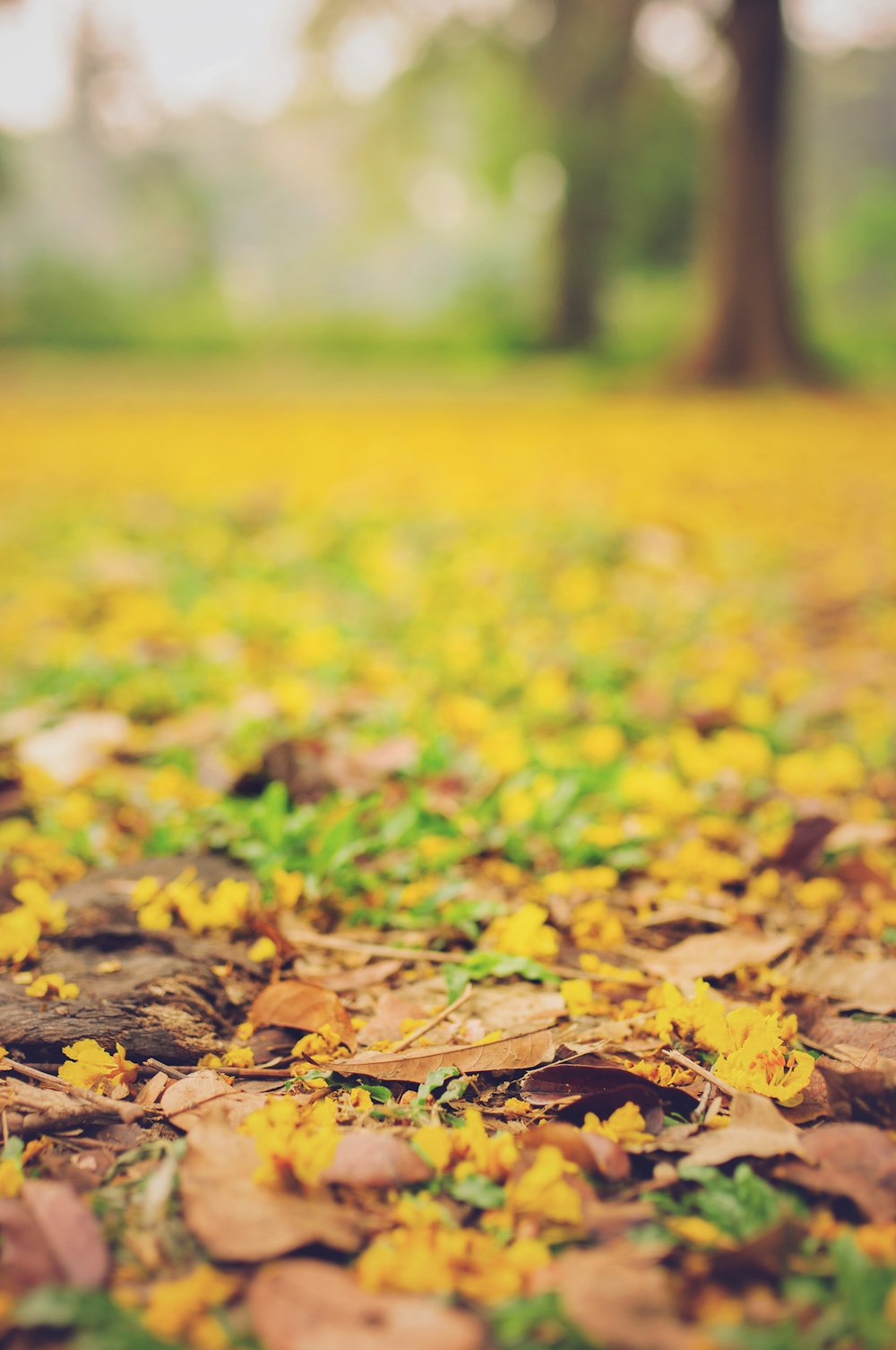 Photographie sélective des feuilles sur le sol