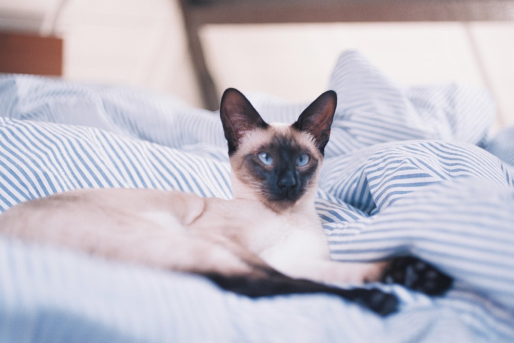 black and gray cat lying on bed