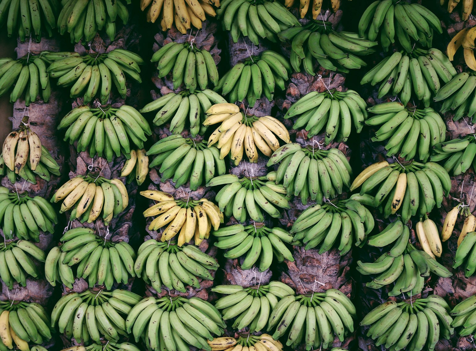 Canon EOS 70D + Sigma 17-70mm F2.8-4 DC Macro OS HSM sample photo. Banana fruit lot photography