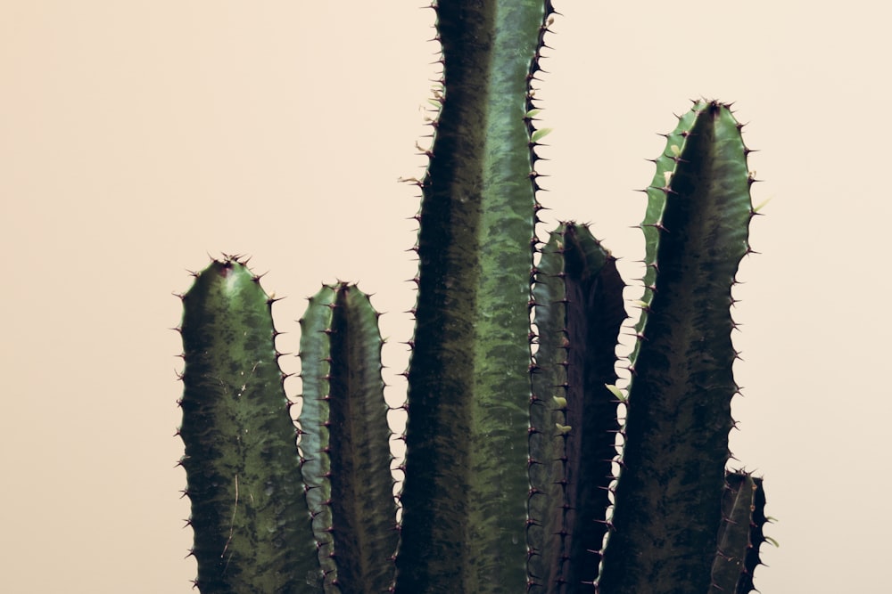 green cactus plant