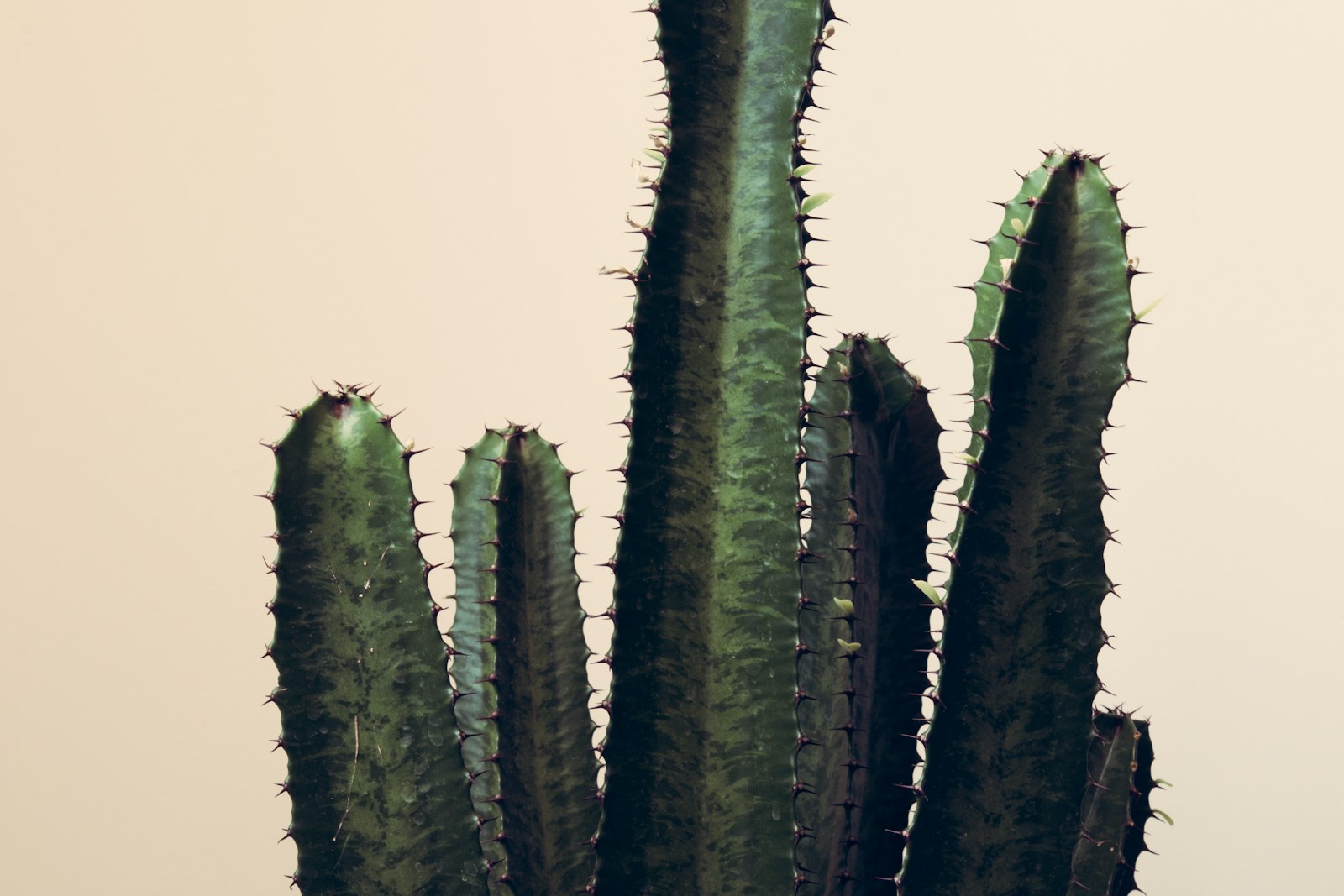 Canon EOS 70D sample photo. Green cactus plant photography