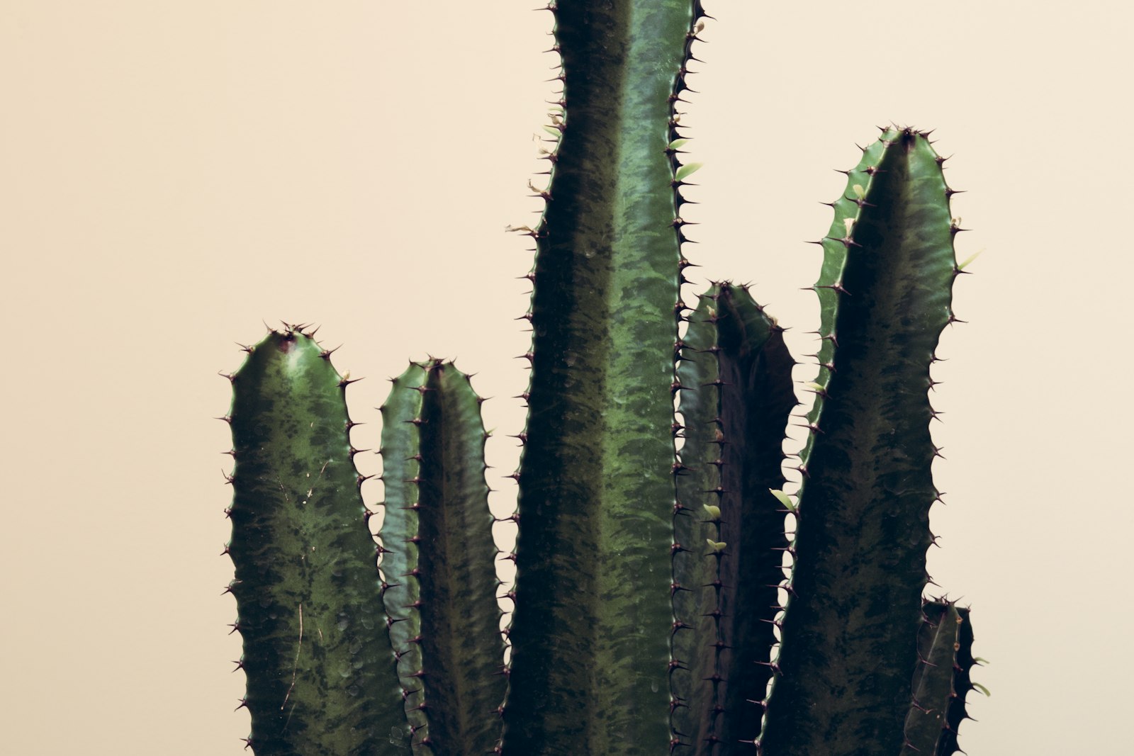 Canon EOS 70D + Canon EF 24-105mm F4L IS USM sample photo. Green cactus plant photography