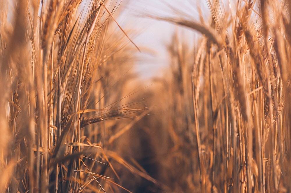 brown wheat field during daytime