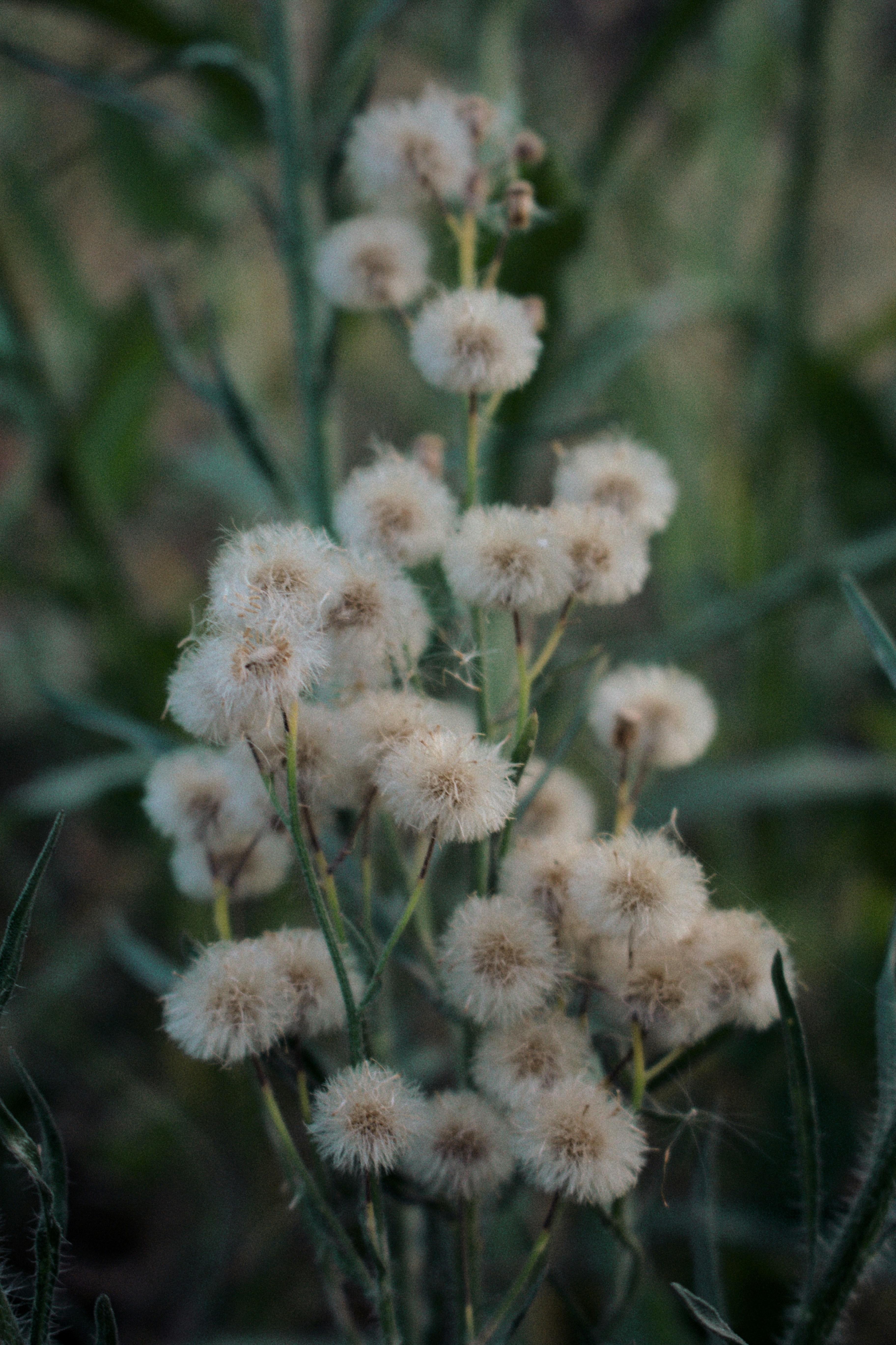 野花社区日本最新，野花论坛关了么