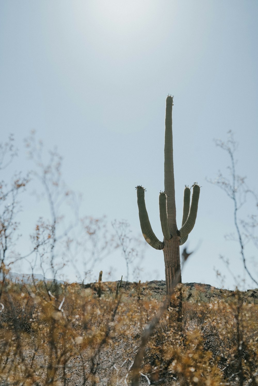 green cactus on field