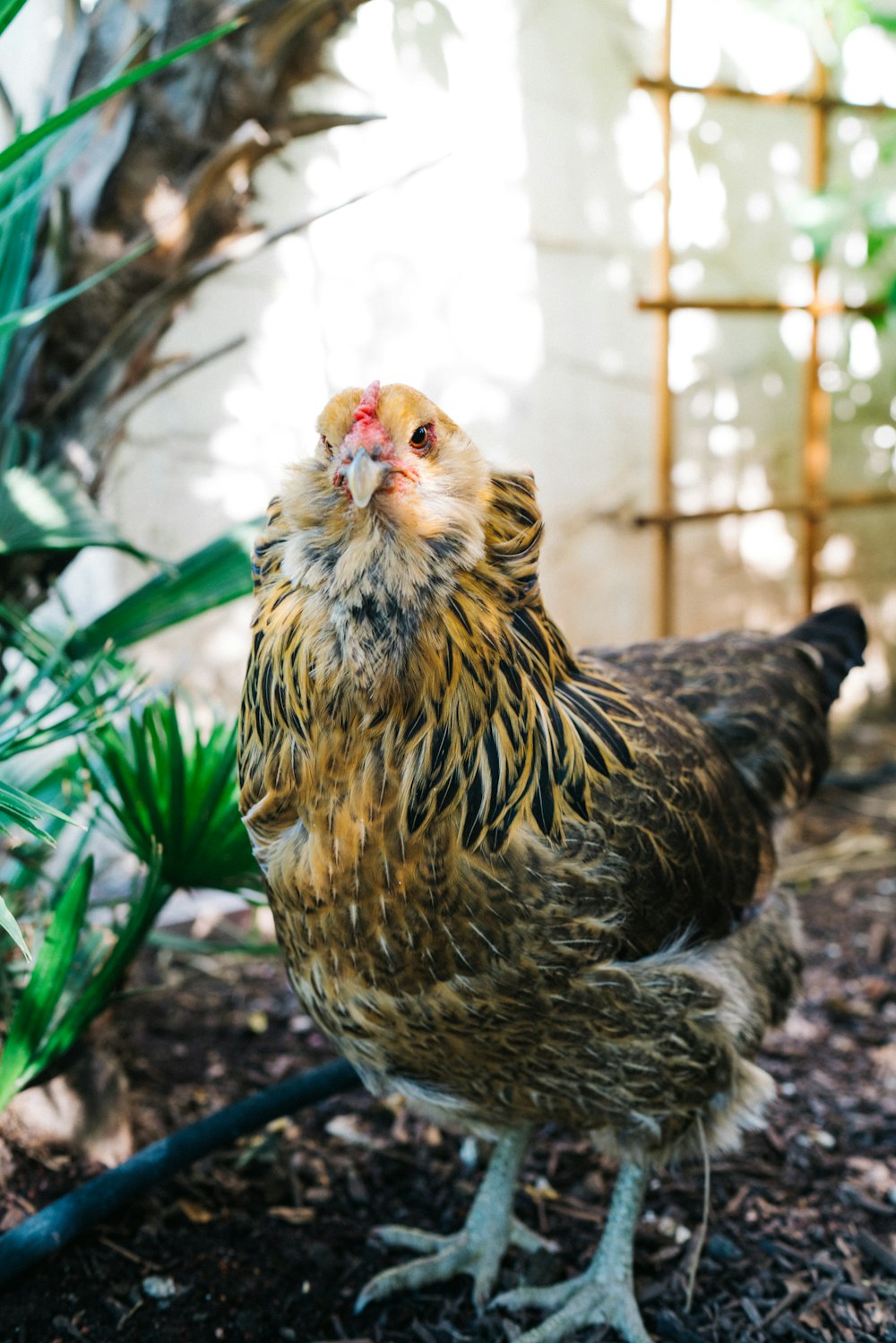 brown and black hen closeup photography