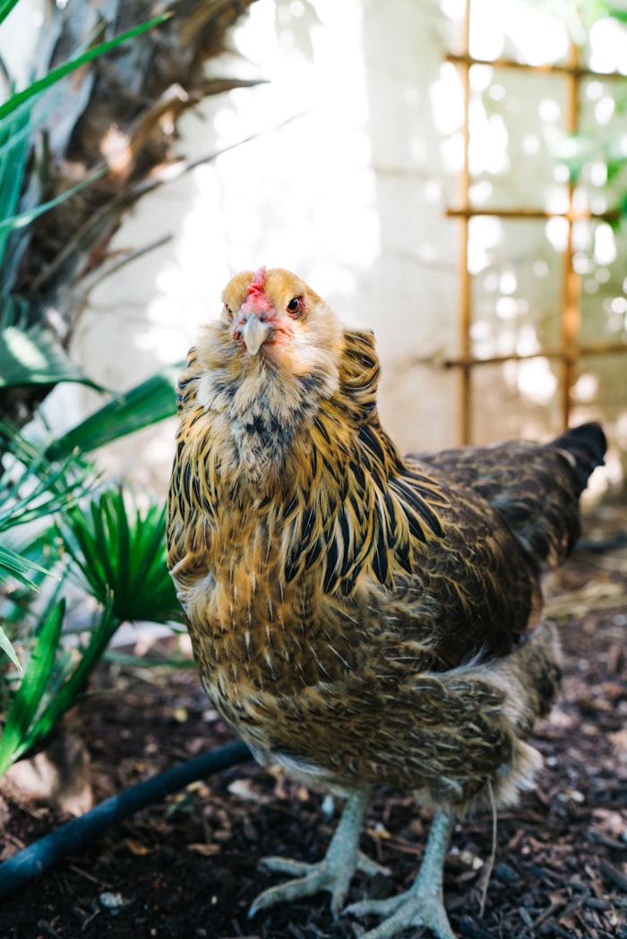 Animal health