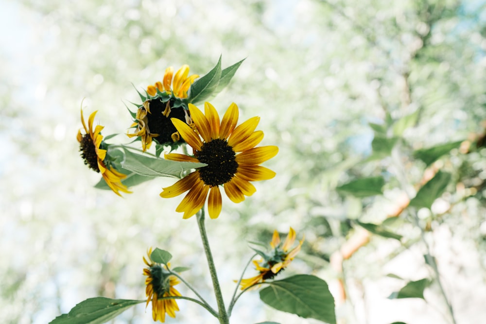 Fotografía de enfoque selectivo de girasoles