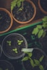 green leafed plants in pots