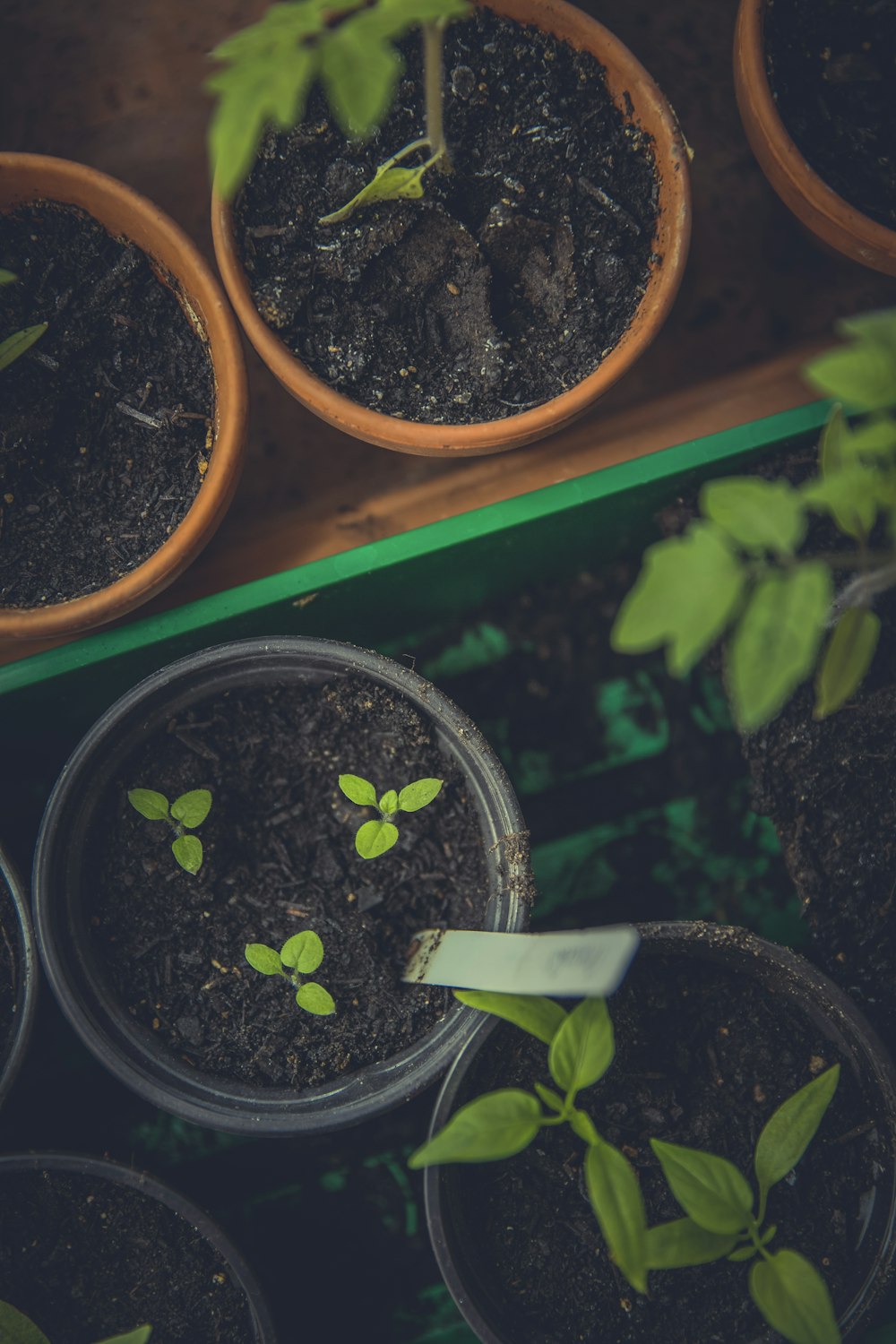 Plantas de hojas verdes en macetas