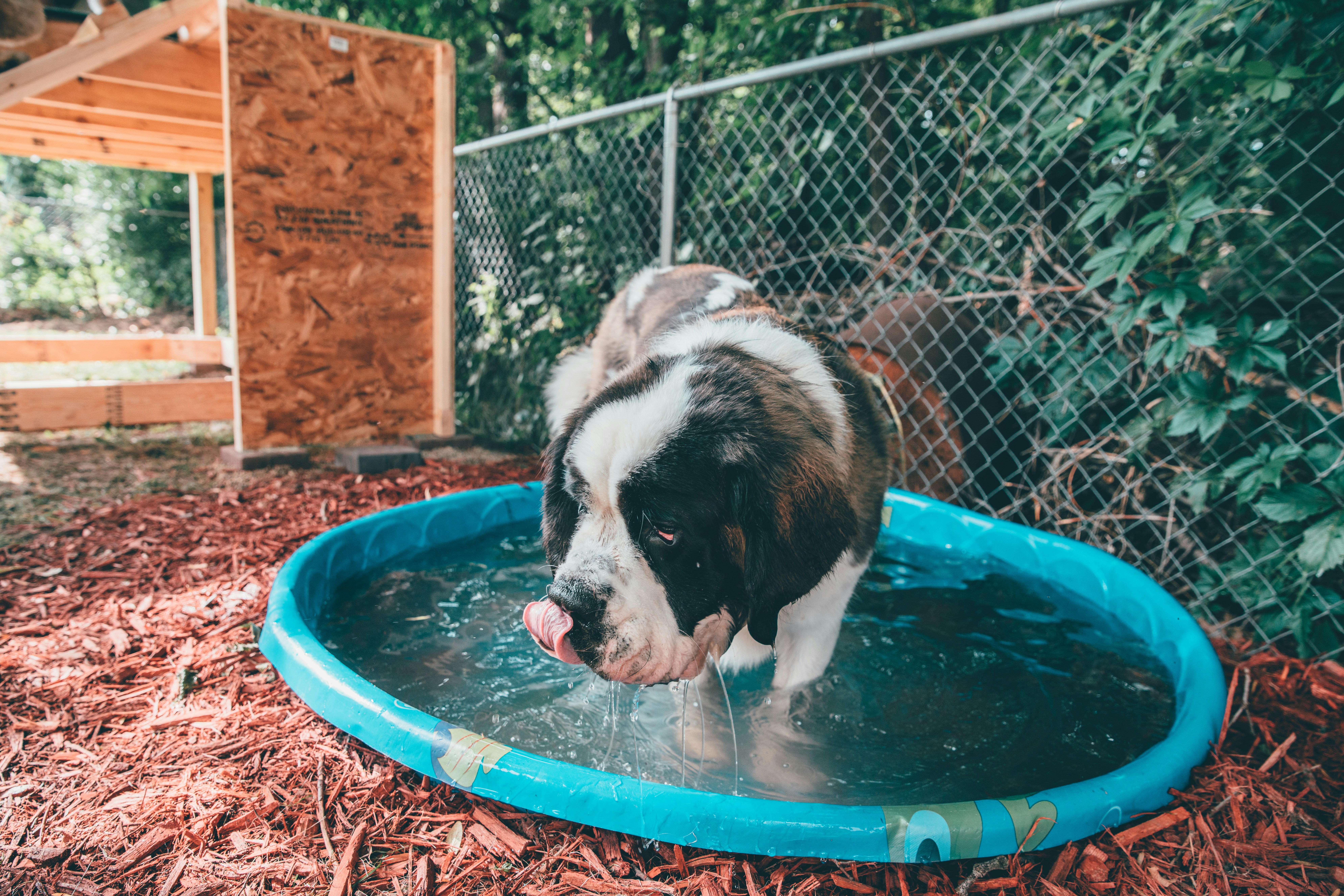 short-coated white and tan dog on blue plastic pool