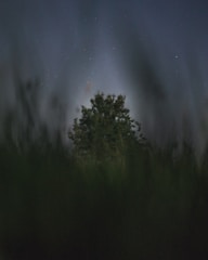 Monochrome artwork showing a night sky with swirling stars and a lone tree silhouette.