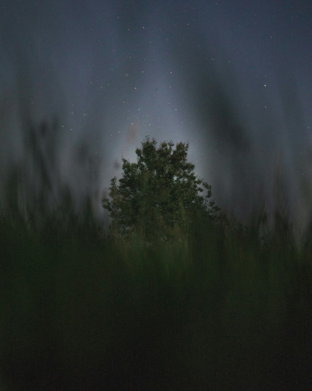 green tree under gray clouds at nighttime