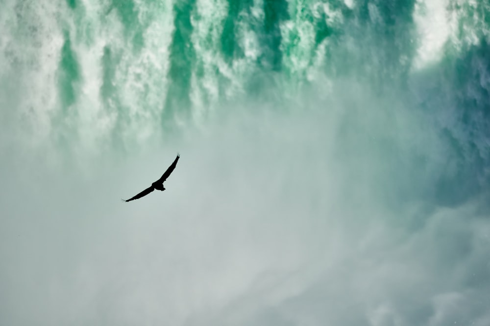 Pájaro en las cascadas de agua