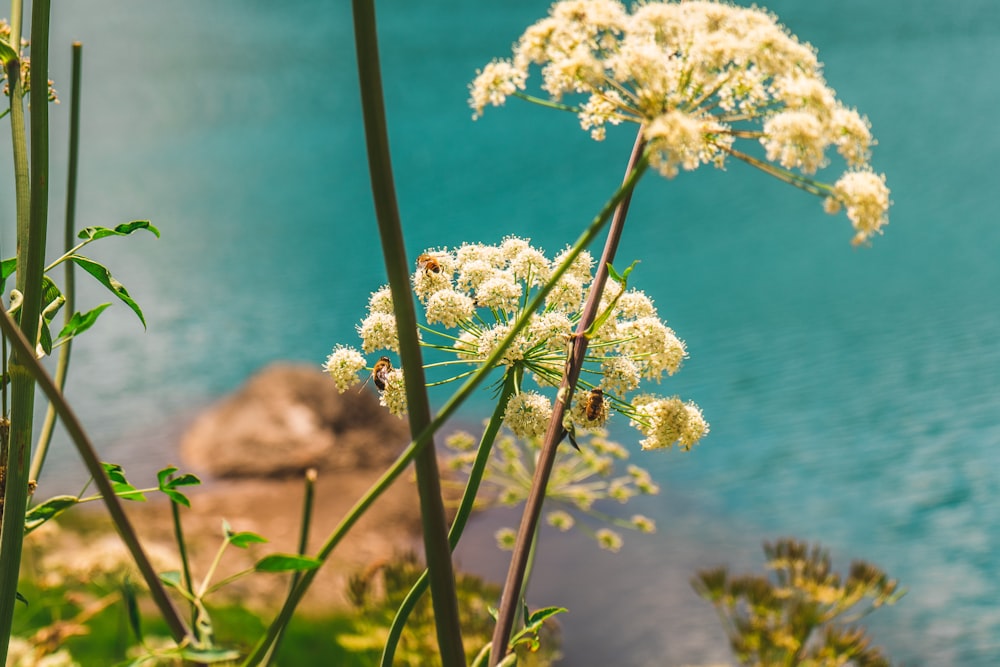 white flowers