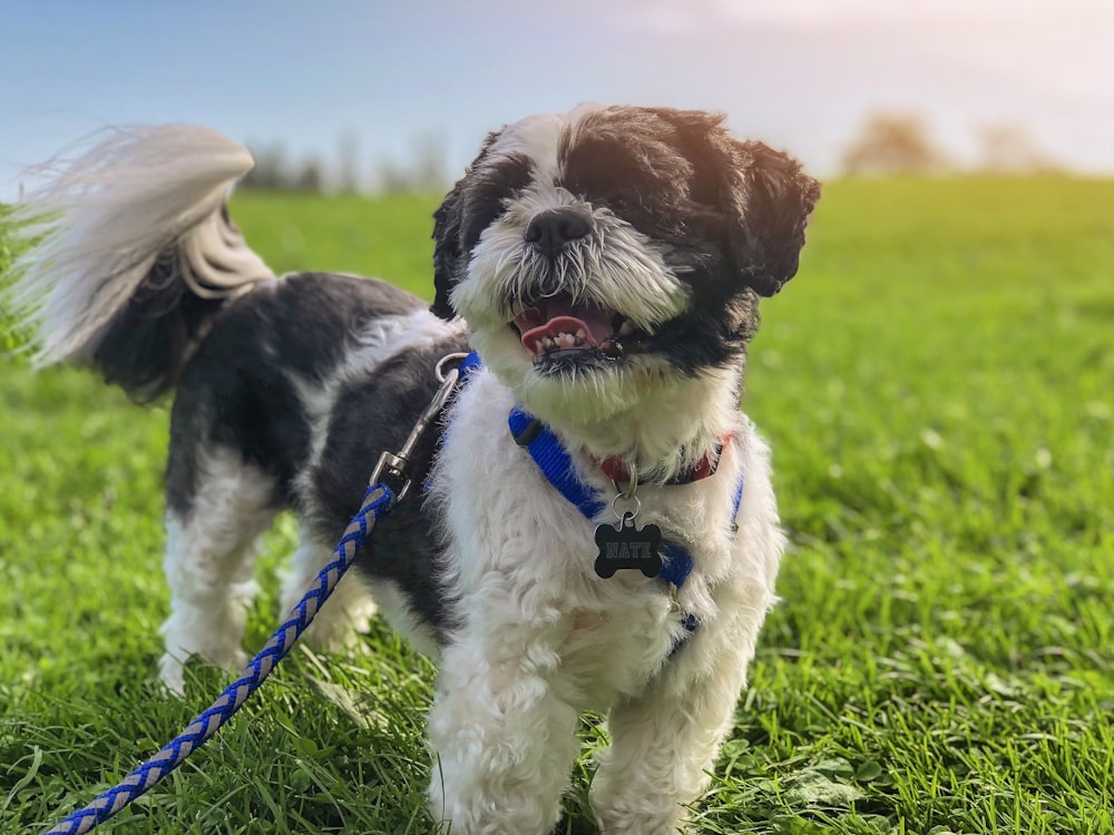 white and brown dog with leash