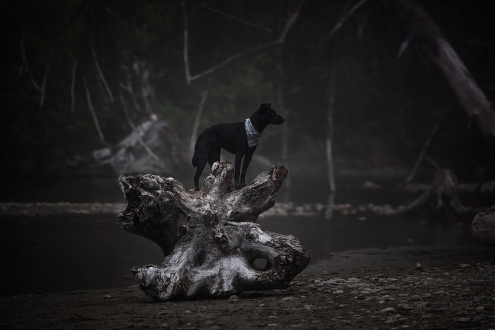 dog standing on rock