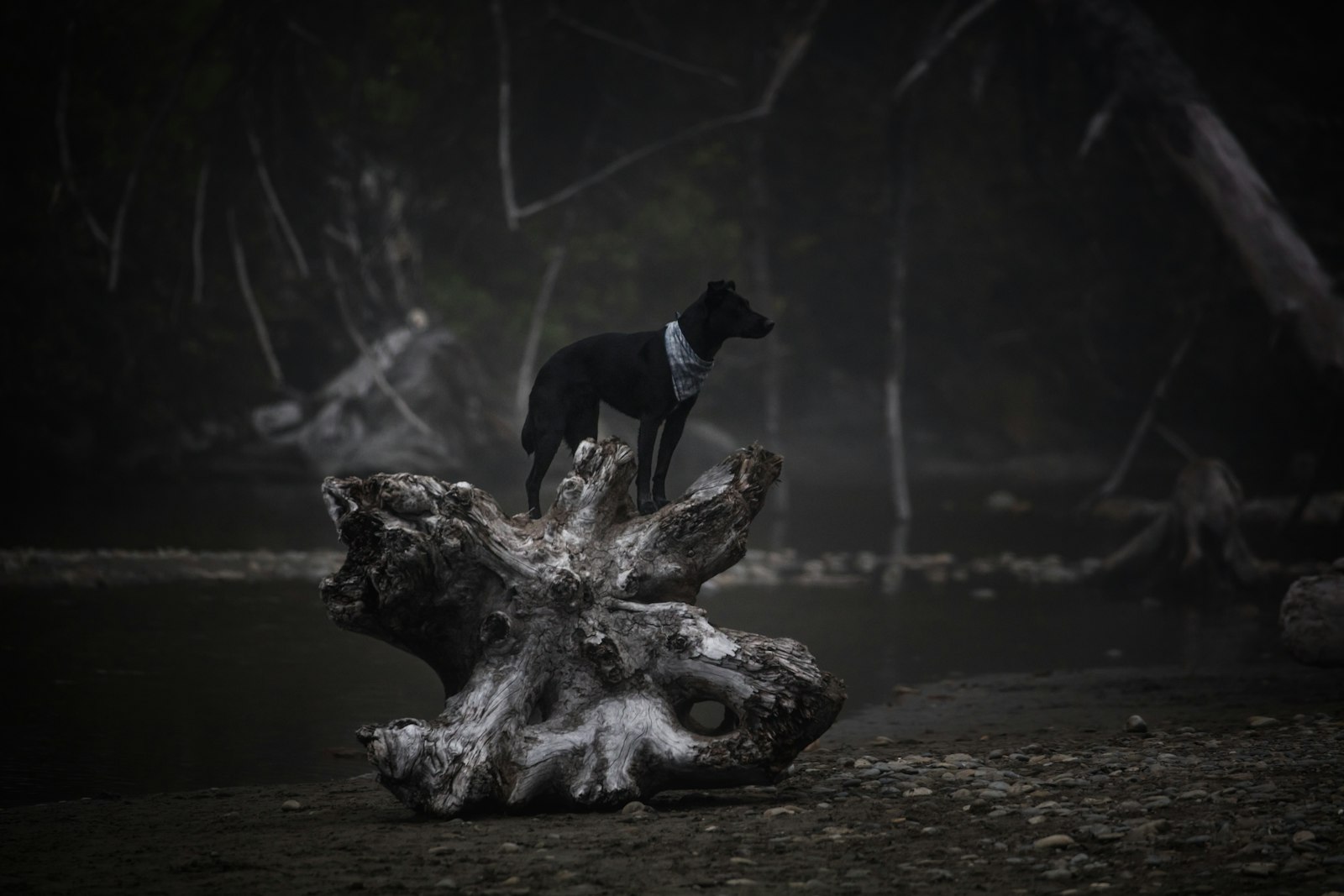 Canon EOS 5DS + Canon EF 100-400mm F4.5-5.6L IS II USM sample photo. Dog standing on rock photography