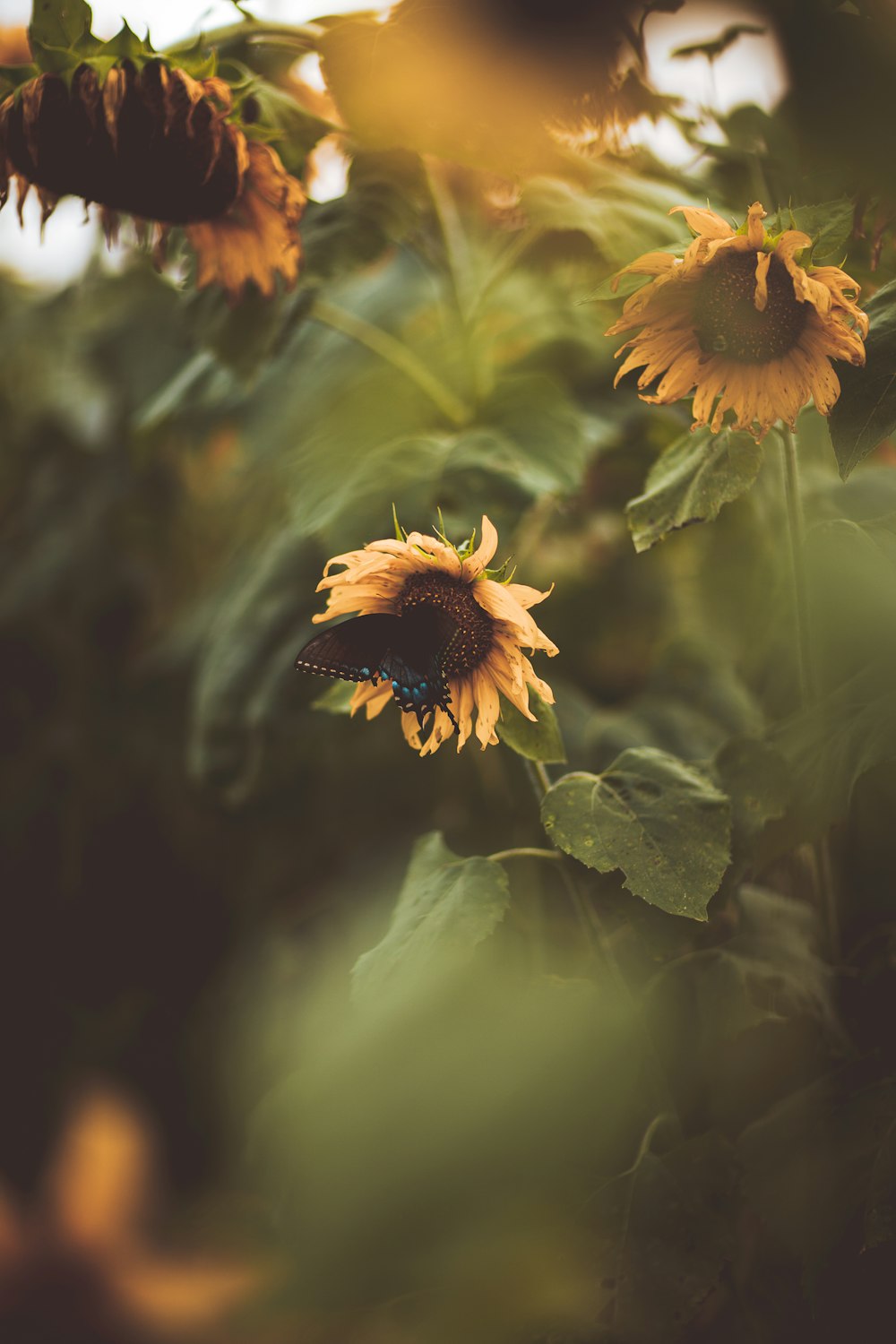 selective focus photography of sunflowers