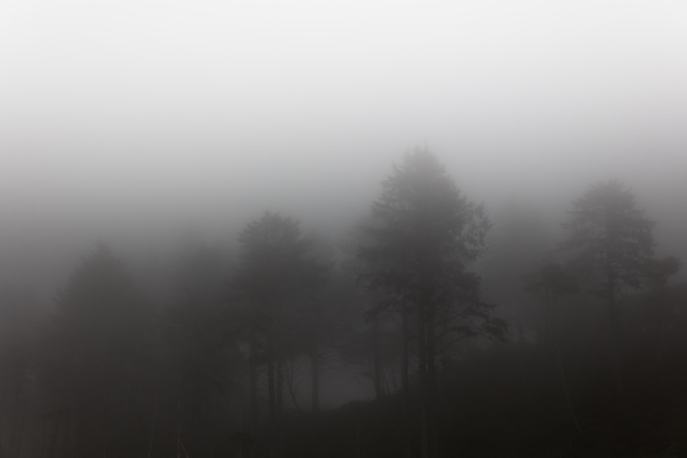 a black and white photo of a foggy forest