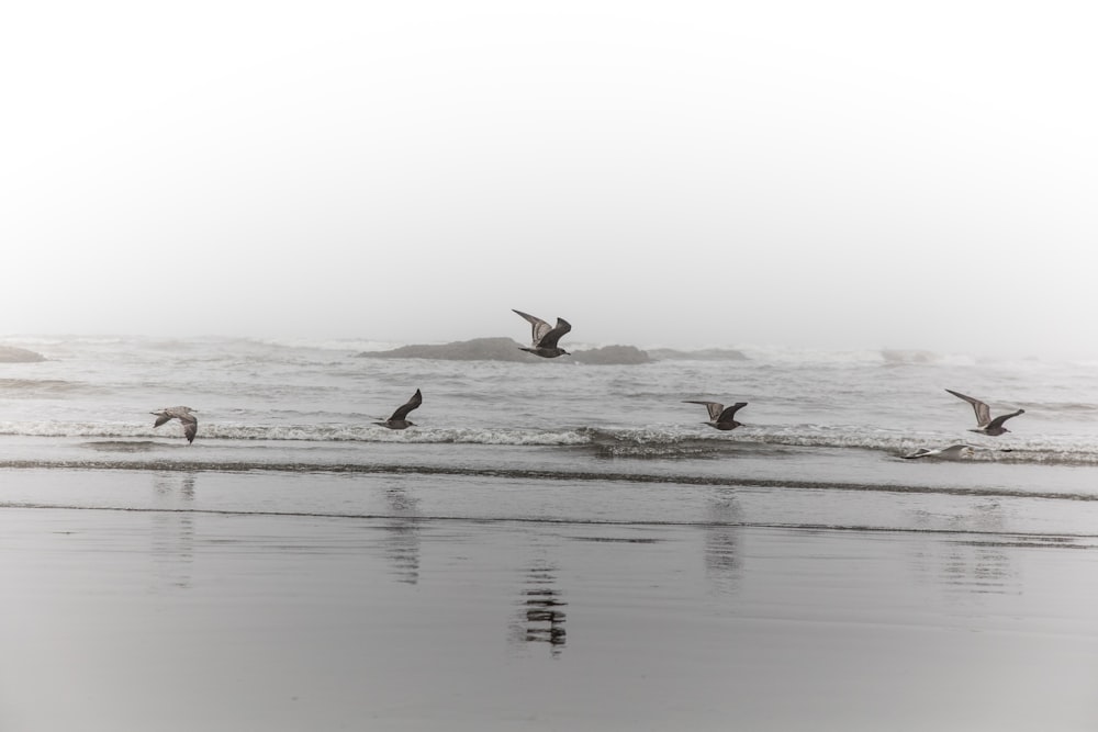 bird frying over body of water