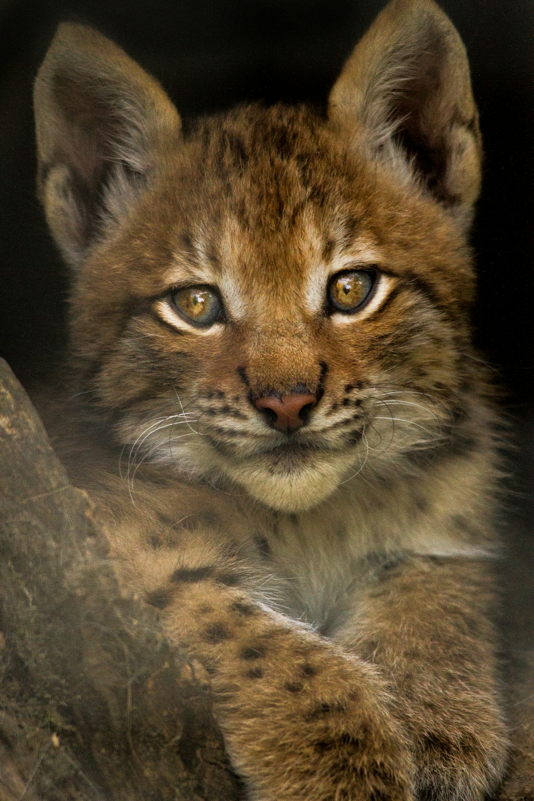 Wildlife photo spot Skærup Zoo Randers