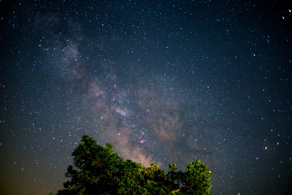 stars and galaxy on sky above tree