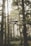 A drone is hovering in front of a dense forest with tall trees and ambient sunlight filtering through the branches. The background is slightly foggy, creating a serene and mysterious atmosphere.